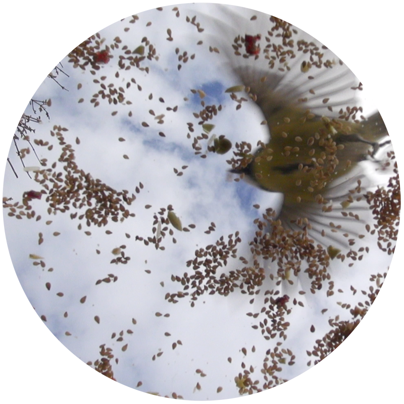 La conférence des oiseaux
